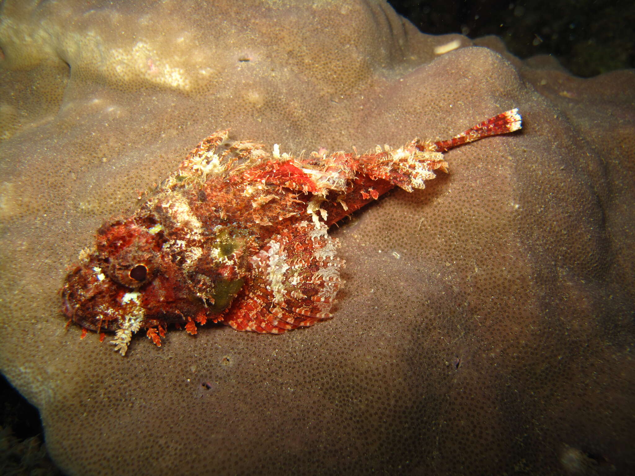 Scorpaenopsis oxycephala (Bleeker 1849) resmi