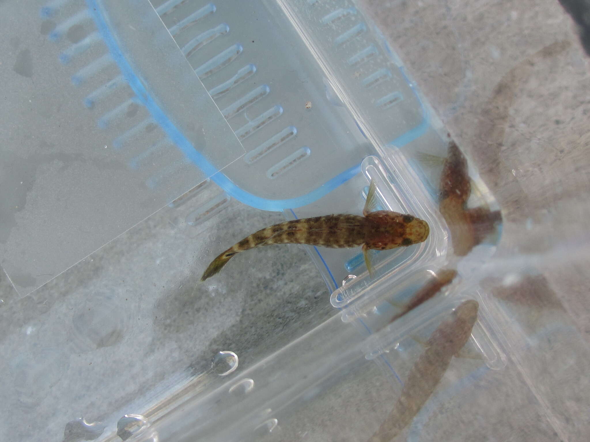 Image of Chaenogobius gulosus (Sauvage 1882)