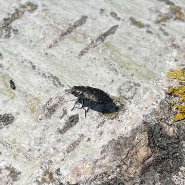 صورة Trachypteris picta decostigma (Fabricius 1787)