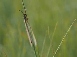 Image of Myrmeleon (Myrmeleon) doralice Banks 1911