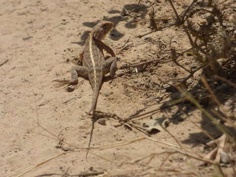 Image of Senegal Agama