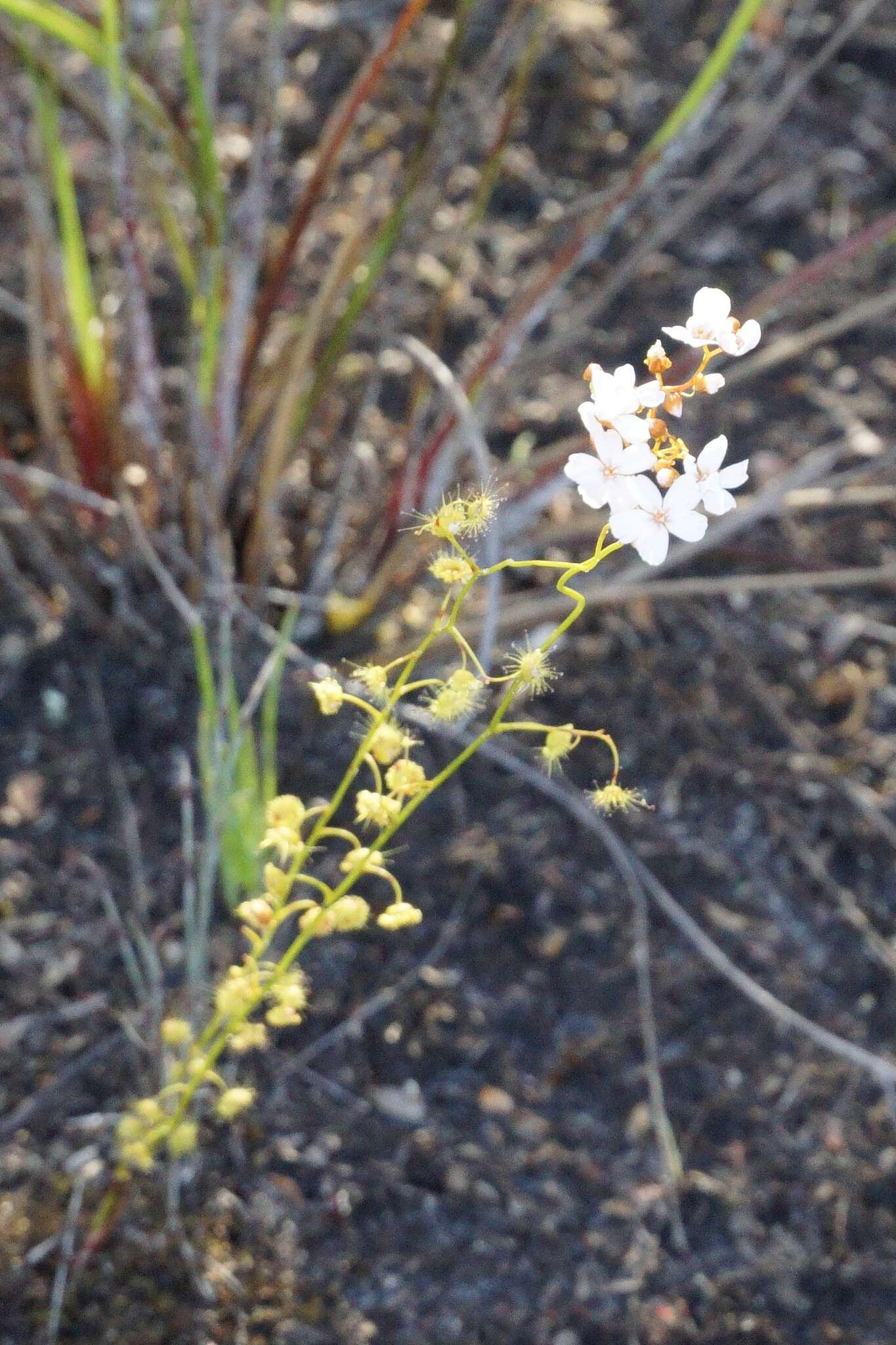 Image de Drosera myriantha Planch.