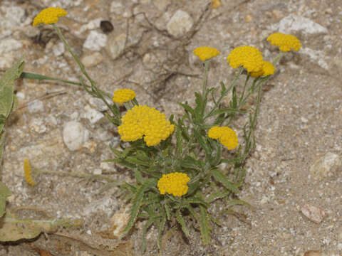 Achillea coarctata Poir.的圖片