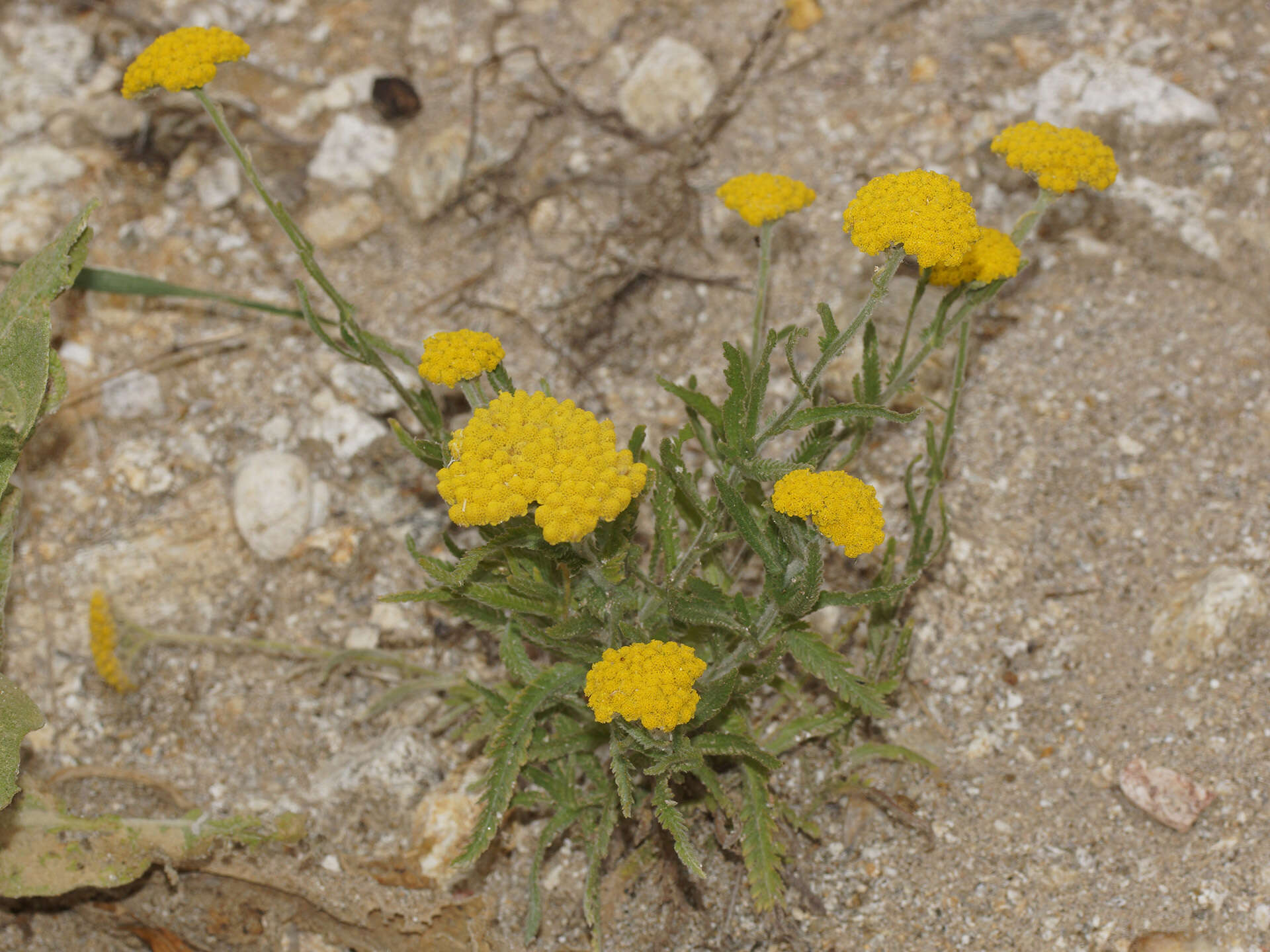 Achillea coarctata Poir.的圖片