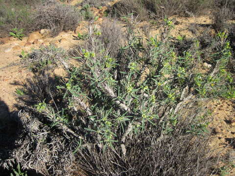 Euphorbia loricata Lam. resmi