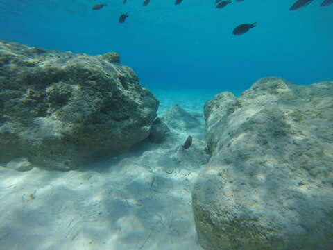 Imagem de Chromis chromis (Linnaeus 1758)