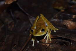 Image of Convict Tree Frog
