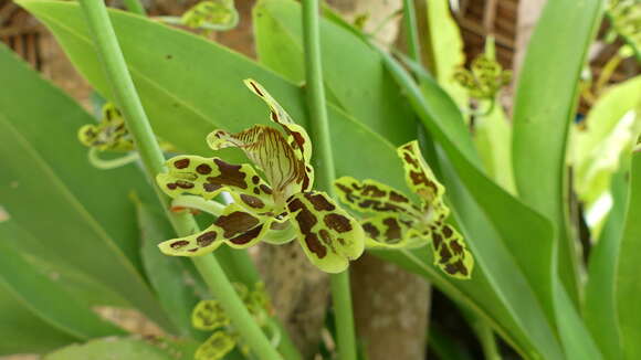 Imagem de Grammatophyllum scriptum (L.) Blume