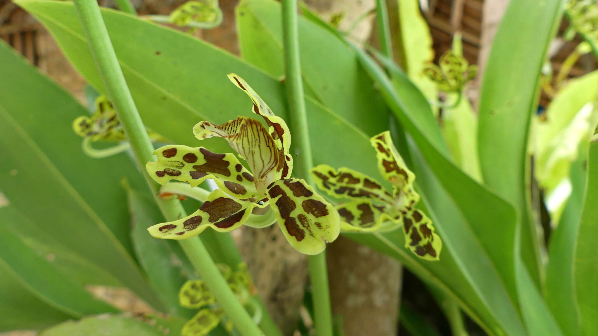 Imagem de Grammatophyllum scriptum (L.) Blume