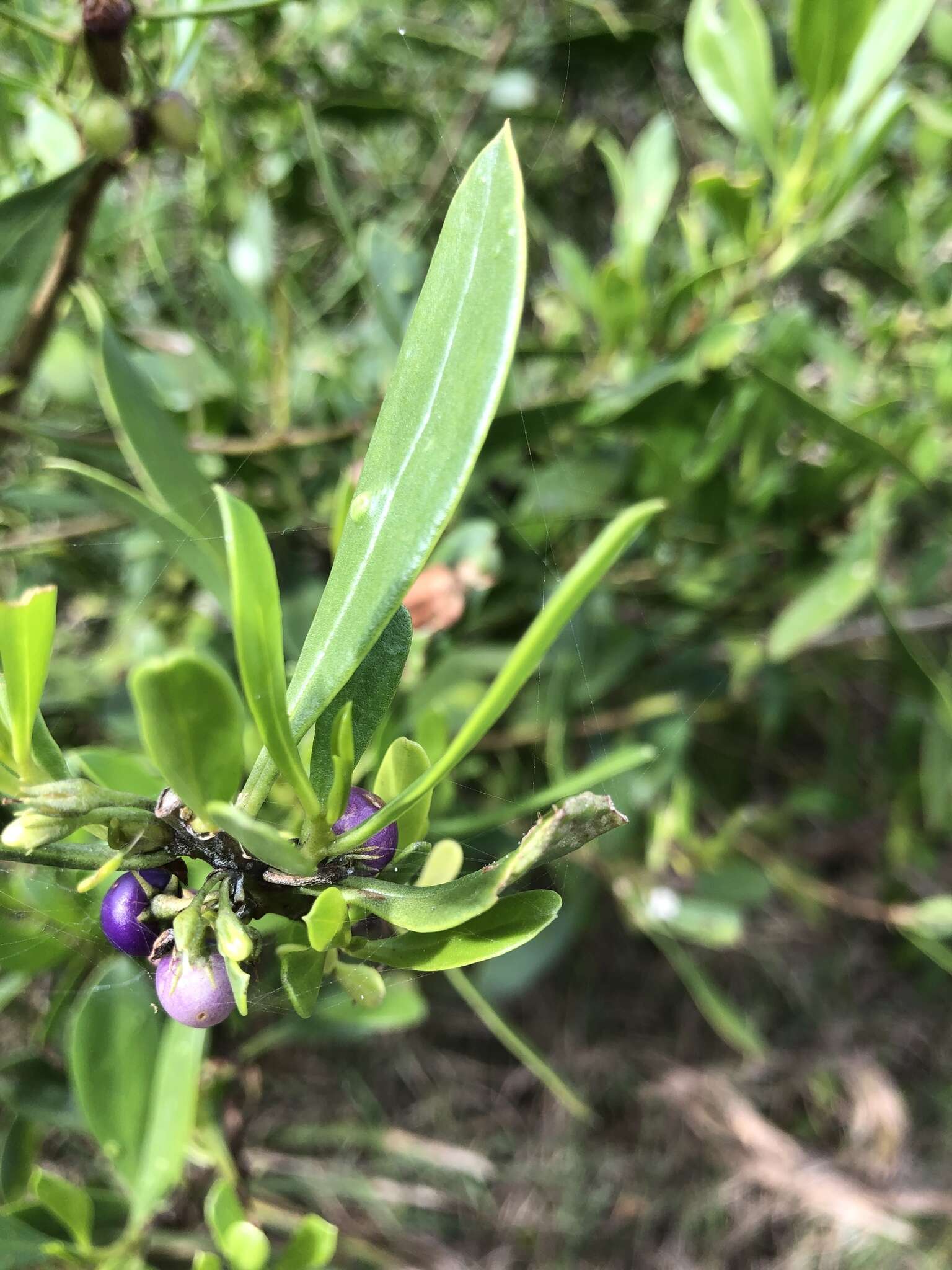 Myoporum boninense subsp. australe R. J. Chinnock resmi