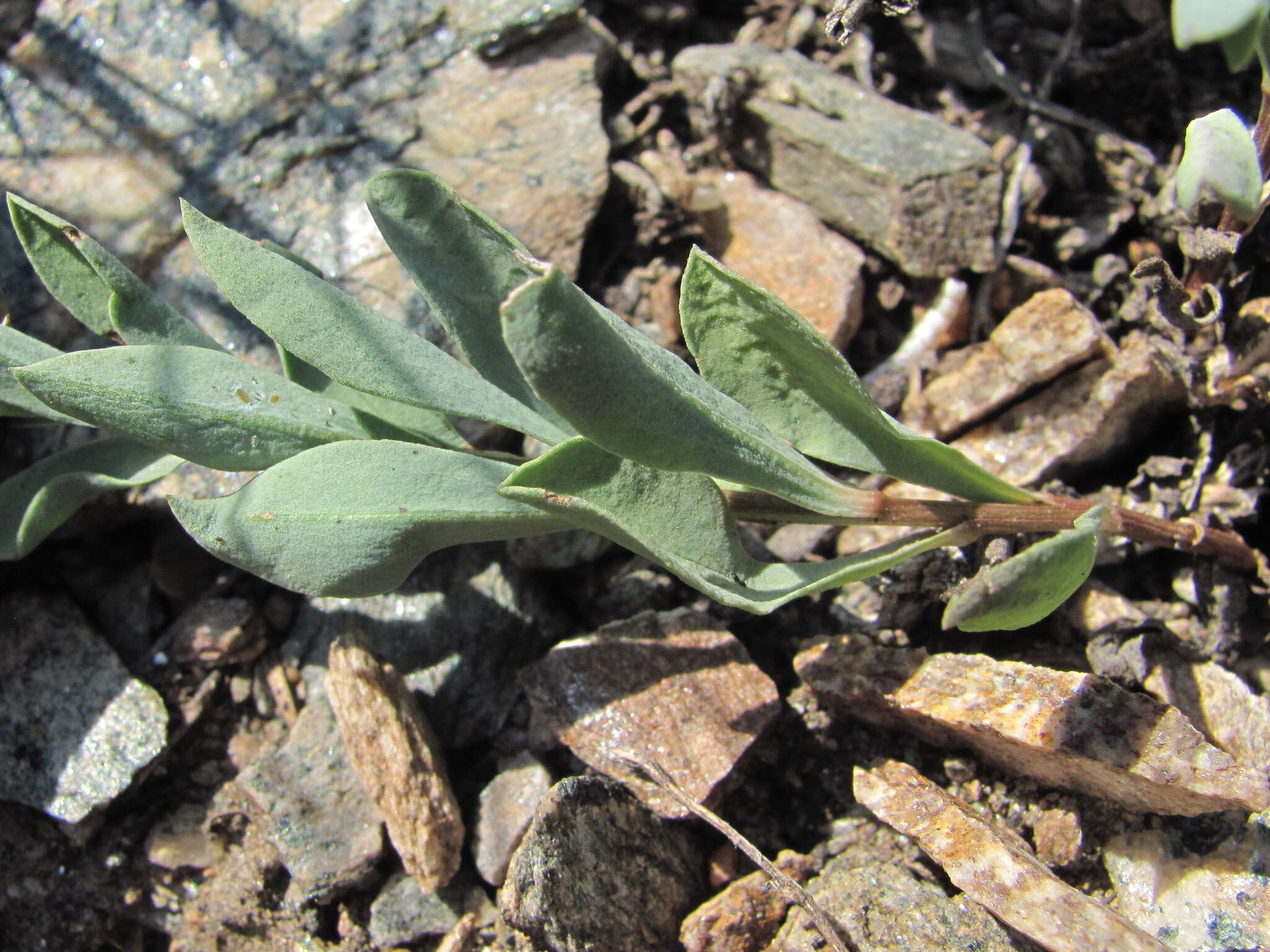Image of Linum mucronatum subsp. armenum (Bordzil.) P. H. Davis
