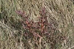 Sivun Salicornia ramosissima J. Woods kuva