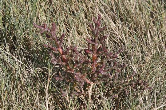 Image of Salicornia ramosissima J. Woods