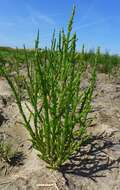 Image of glasswort