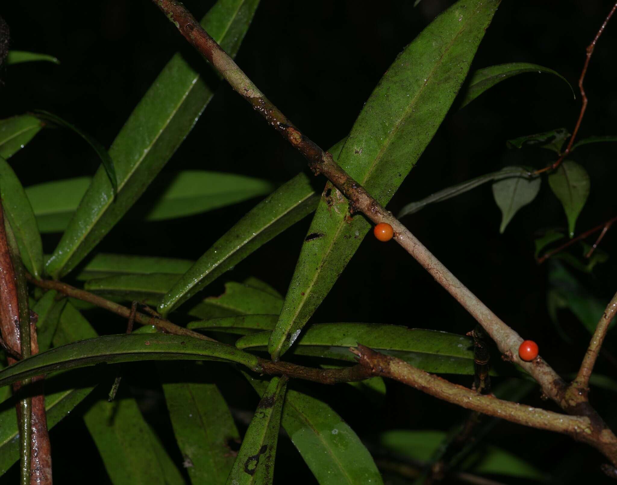 Image of Daphnopsis granitica Pruski & Barringer