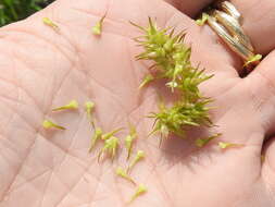 Image of Raven-Foot Sedge