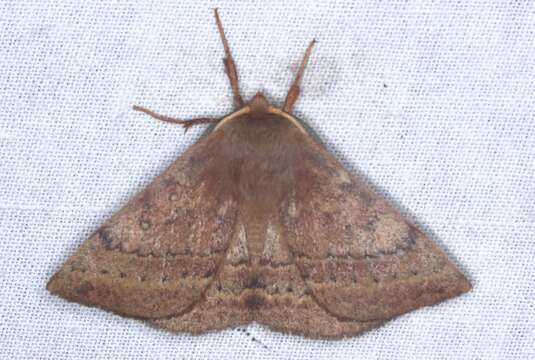 Anthela repleta (Walker 1855)的圖片