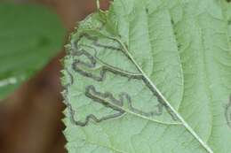 Image of Stigmella villosella (Clemens 1861) Newton et al. 1982