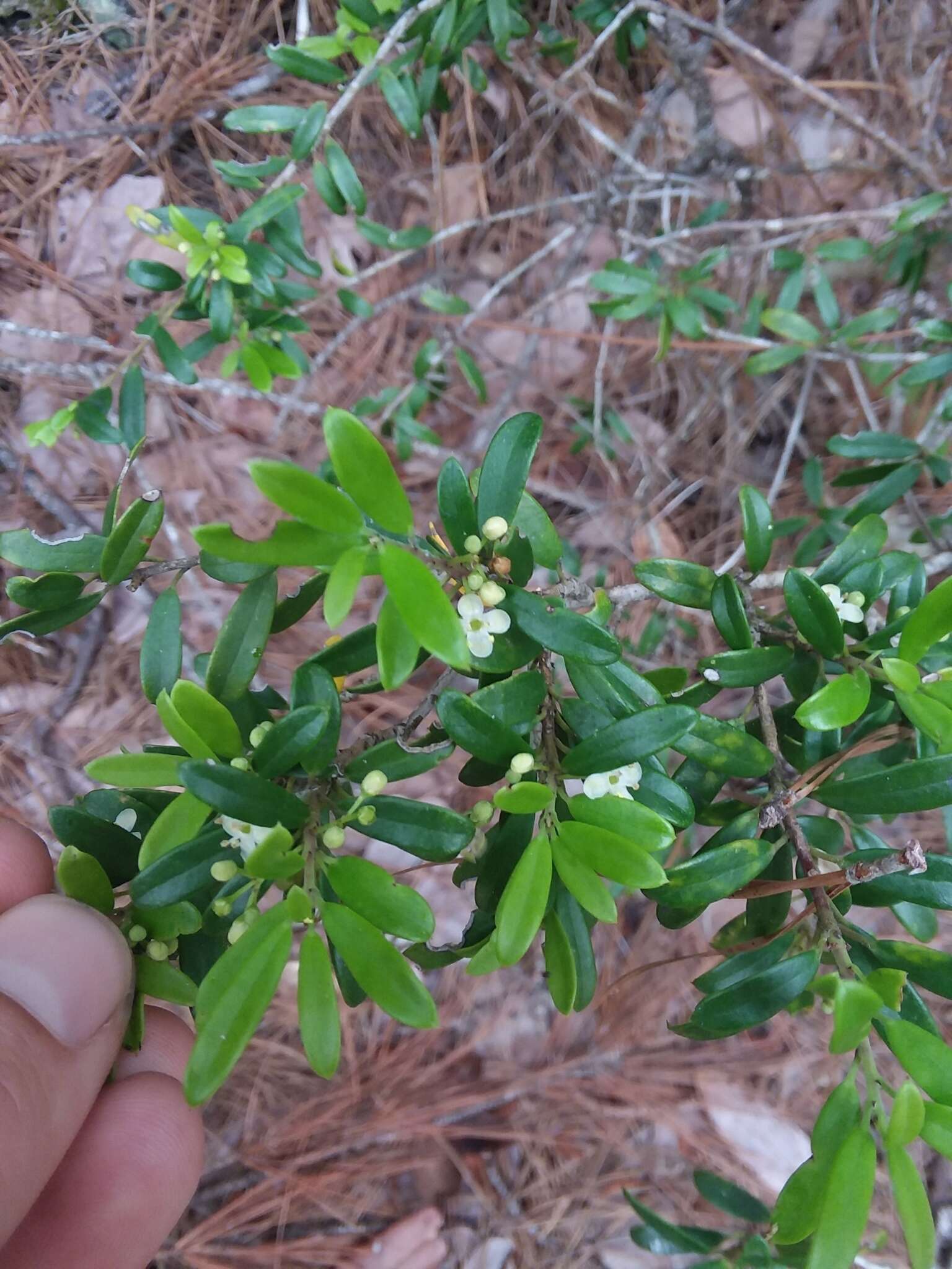 Imagem de Ilex myrtifolia Lam.