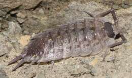 Image of Porcellio violaceus Budde-Lund 1885