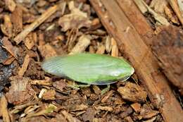 Image of Green Banana Cockroach