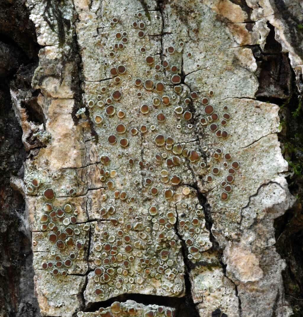 Image of rim lichen