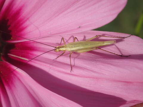 Image of Black-horned Tree Cricket