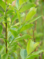 Salix starkeana Willd. resmi