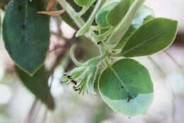 Image of Hoover's manzanita