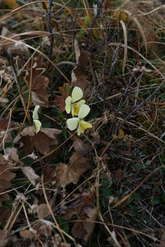 Image of Viola altaica Ker-Gawl.