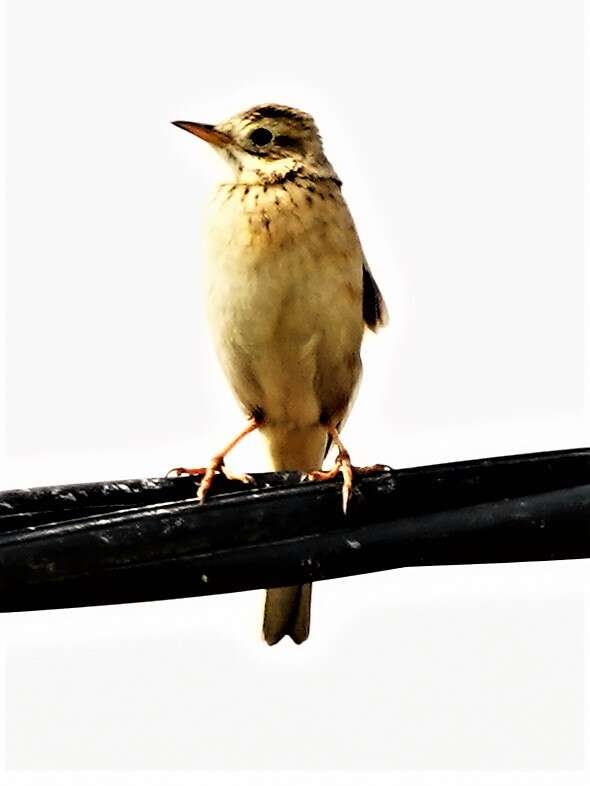 Image of Richard's Pipit