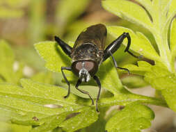 Image of Chalcosyrphus piger (Fabricius 1794)