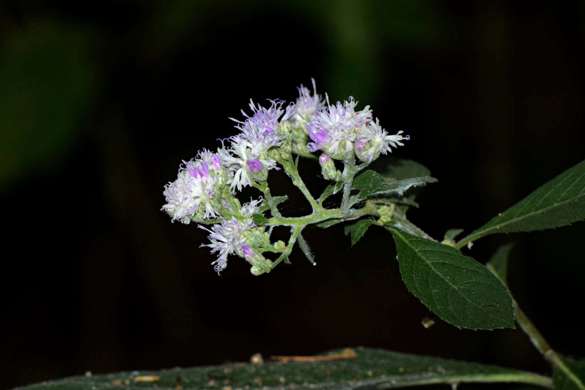 Plancia ëd Acilepis divergens (DC.) H. Rob. & Skvarla