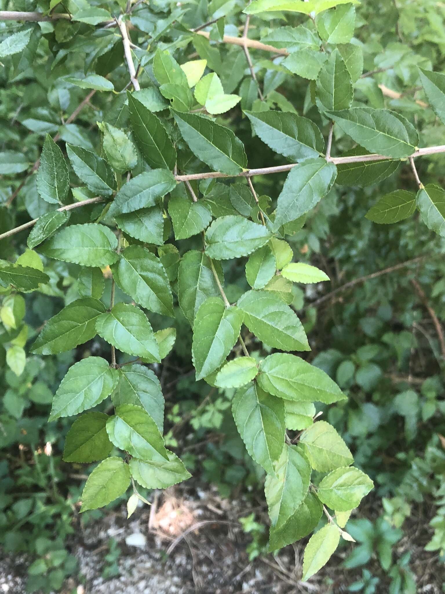 Image de Sageretia minutiflora (Michx.) Trel.