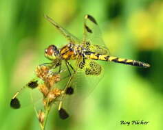 Слика од Celithemis elisa (Hagen 1861)