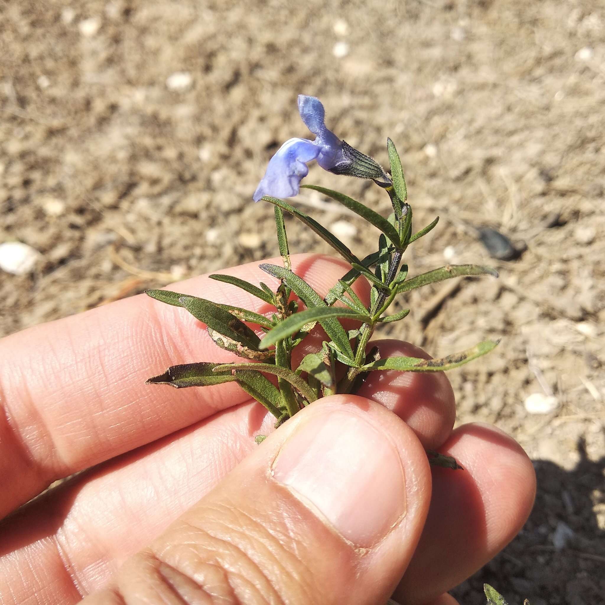 Image of Salvia jaimehintoniana Ramamoorthy ex B. L. Turner