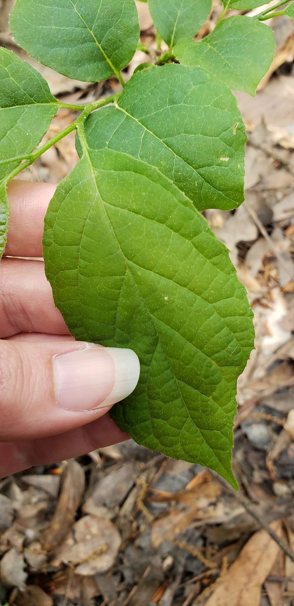 Plancia ëd Halesia diptera J. Ellis