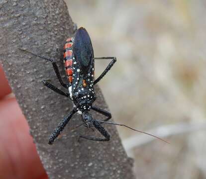 Plancia ëd Rhynocoris albopunctatus (Stål 1855)