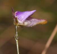 Image of Genlisea hispidula Stapf