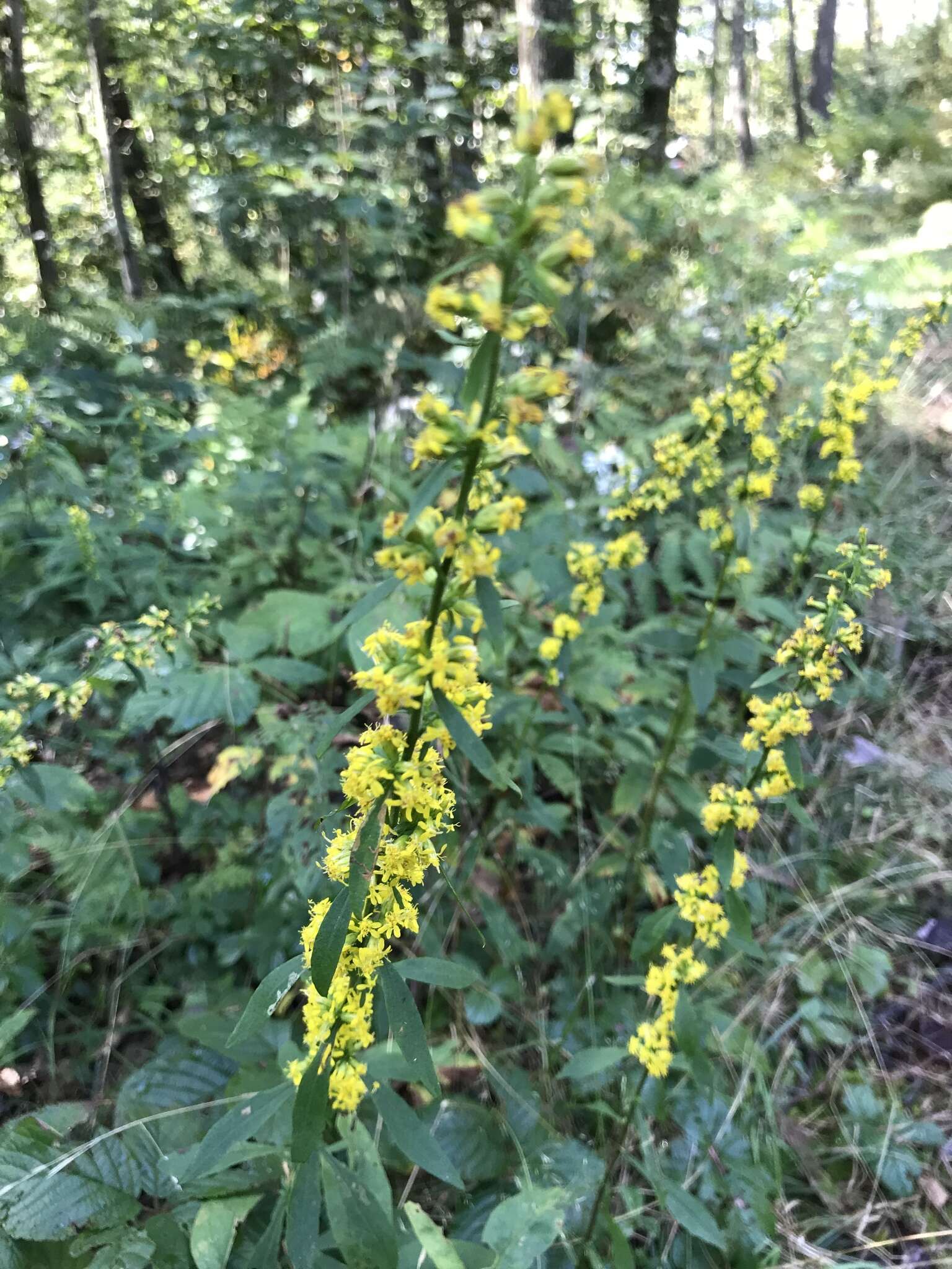 Image of mountain decumbent goldenrod