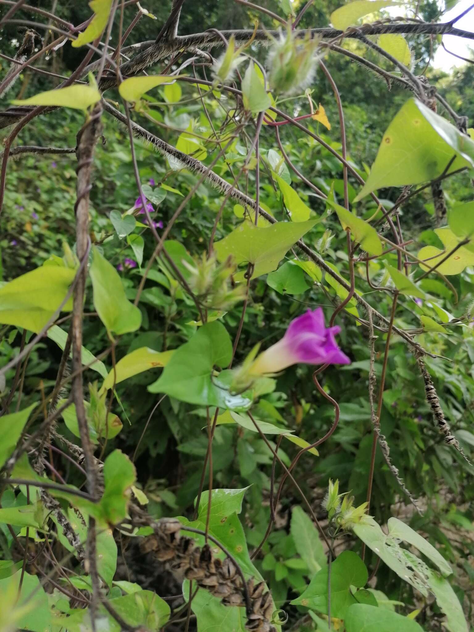 Ipomoea meyeri (Spreng.) G. Don resmi