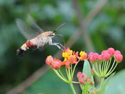 Image of Coffee Clearwing