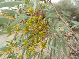 Image of Coastal White Mallee