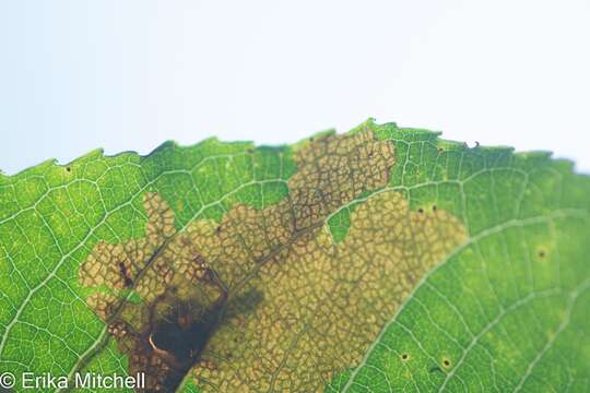 Image of Willow Leafblotch Miner