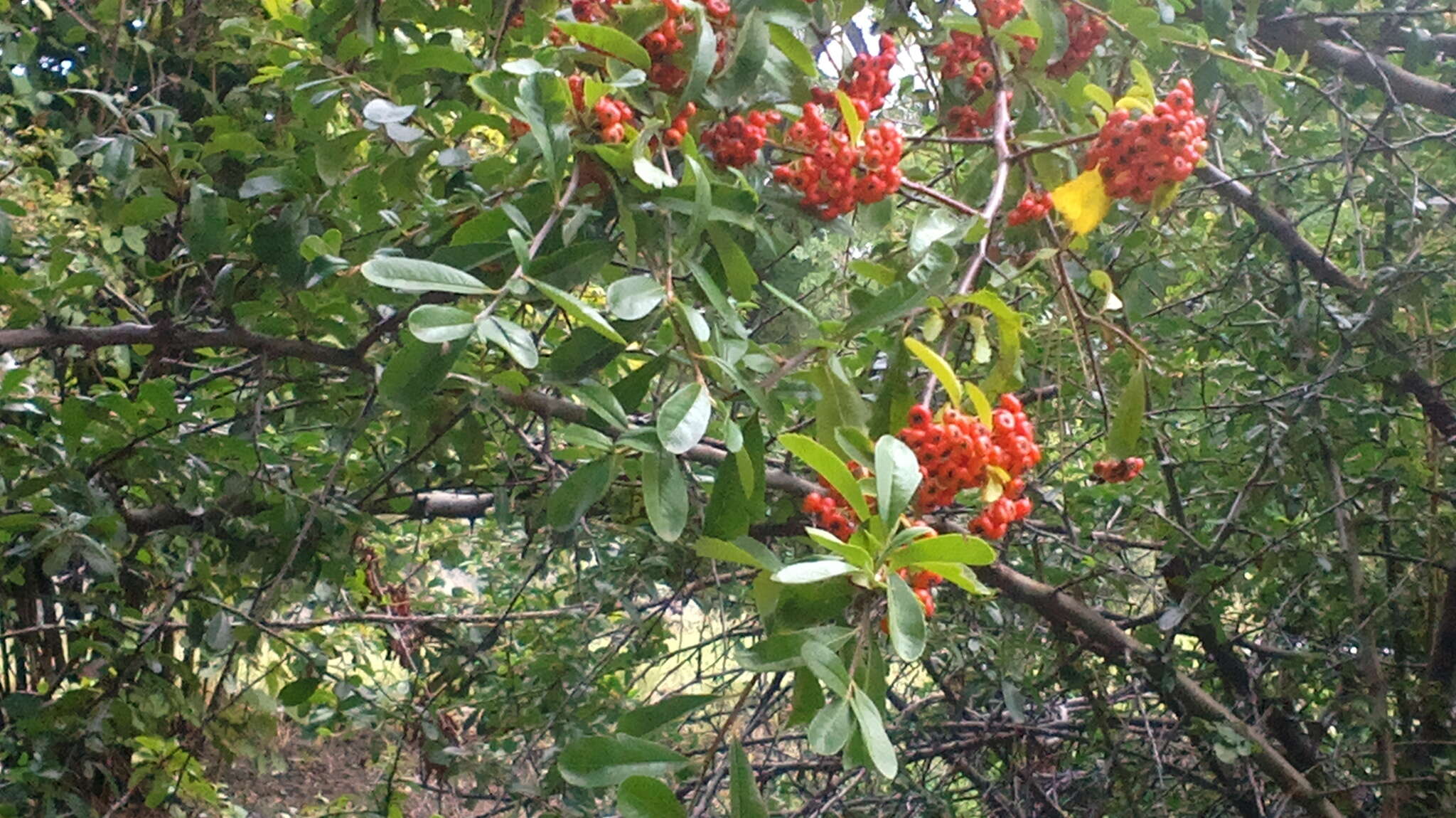 Image de Pyracantha coccinea M. J. Roemer