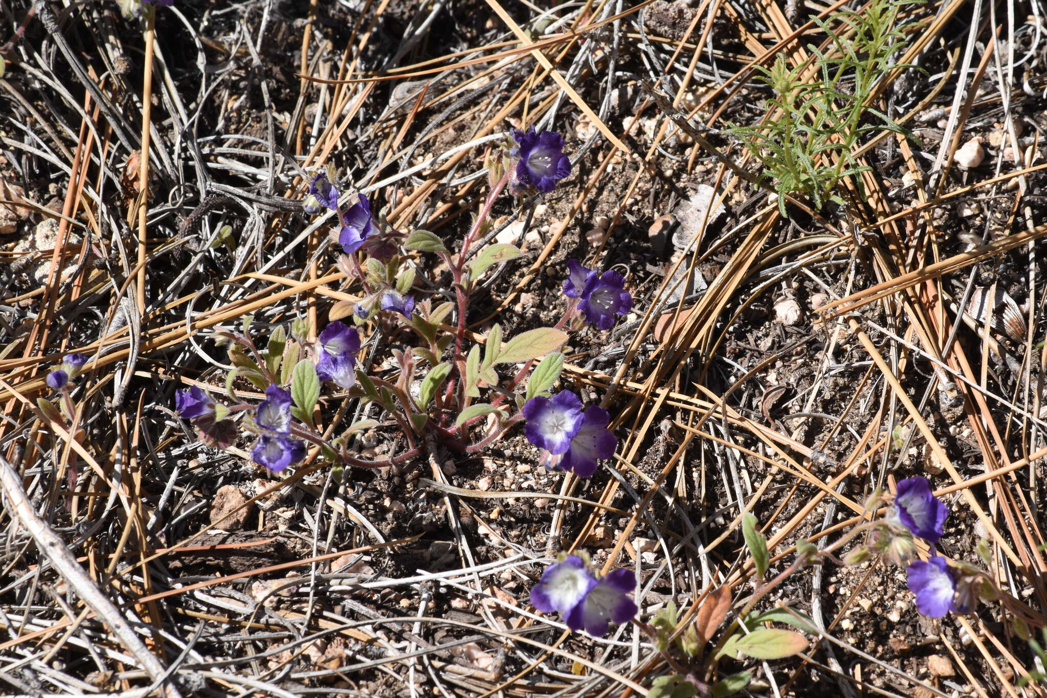 Phacelia davidsonii A. Gray resmi