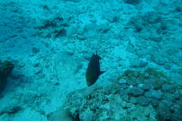 Image of Dusky parrotfish