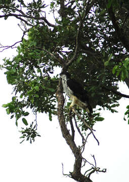 Image of African Hawk-Eagle