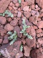 Image of Gray's bedstraw