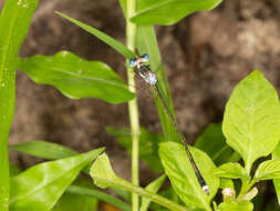 Imagem de Lestes pinheyi Fraser 1955